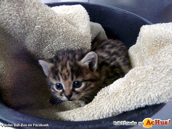 BLAC  FOOTED KITTEN